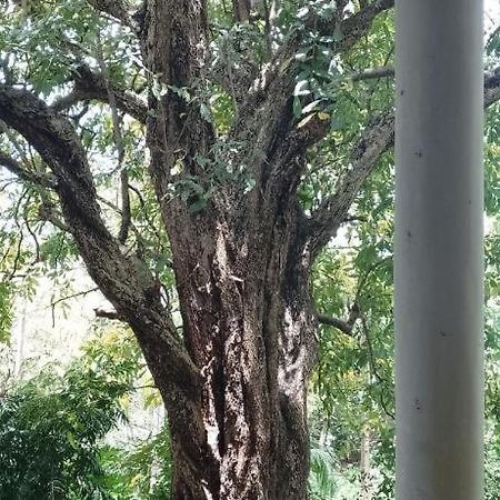 Kon Tree Shade Apartment Dambulla Exterior photo