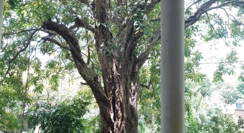 Kon Tree Shade Apartment Dambulla Exterior photo